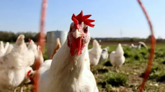 A close-up look at a white chicken that is near others while outside in the daytime.