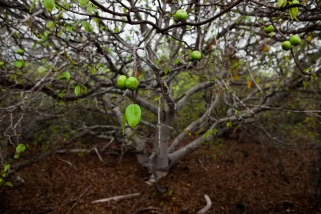 A photograph of a manchineel tree