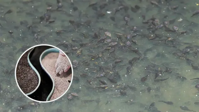 group of swimming tadpoles; hand holding chia seeds overlaid