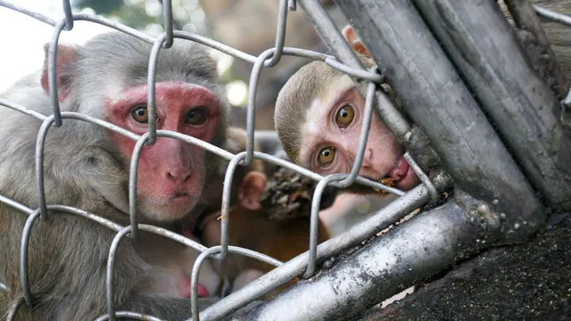 Two macaques looking through a wire fence in an archive photograph.