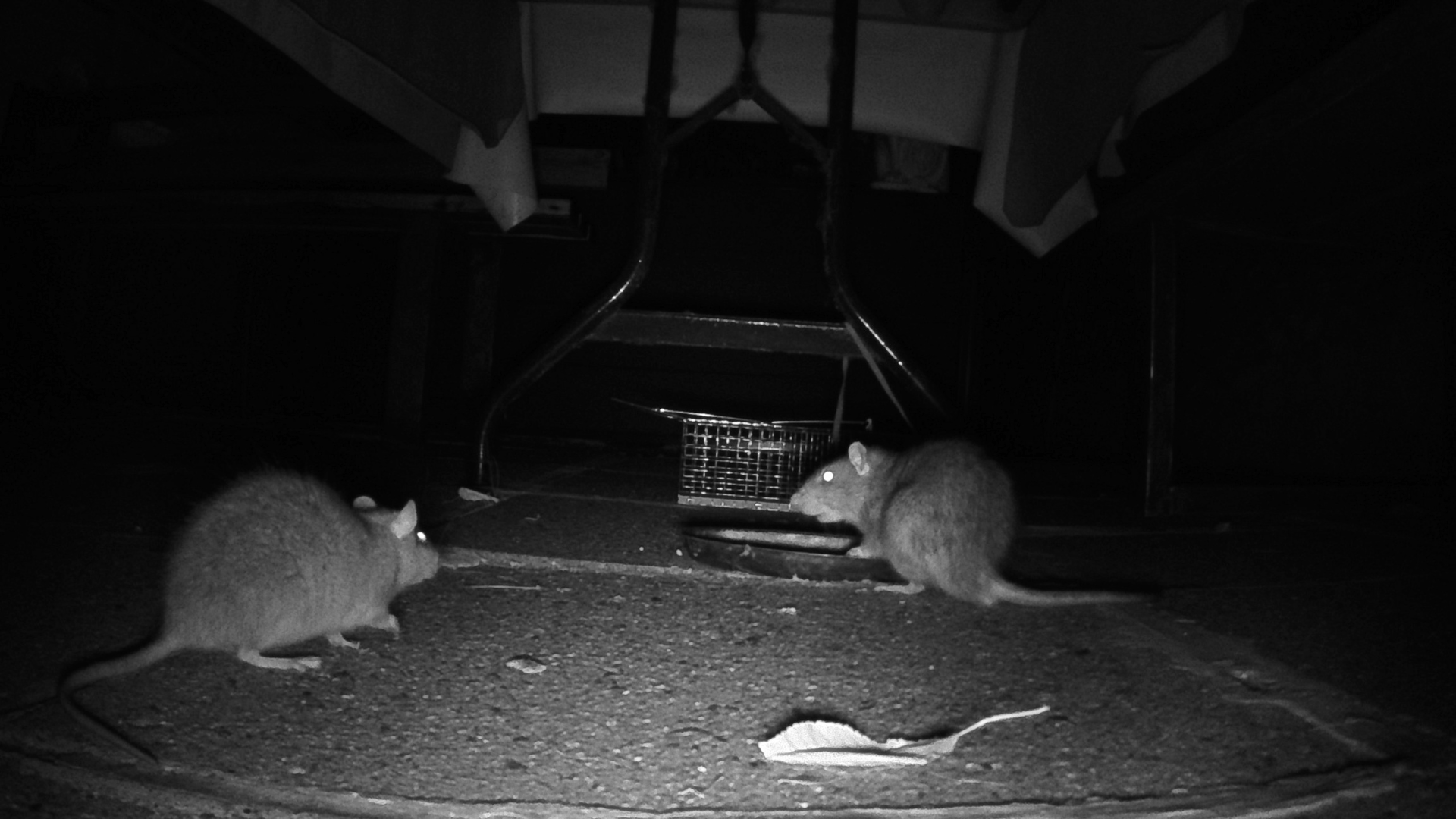Rodents in a dark interior; illustrative archive photograph, not verified case evidence.