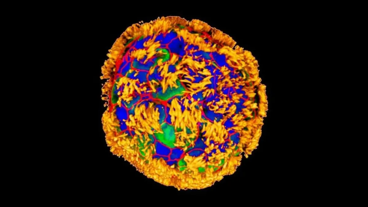 A microscopic view of a human cell. The cell's surface is covered in intricate textures, with colors ranging from deep blues and greens at the center to vibrant yellows and reds along the edges