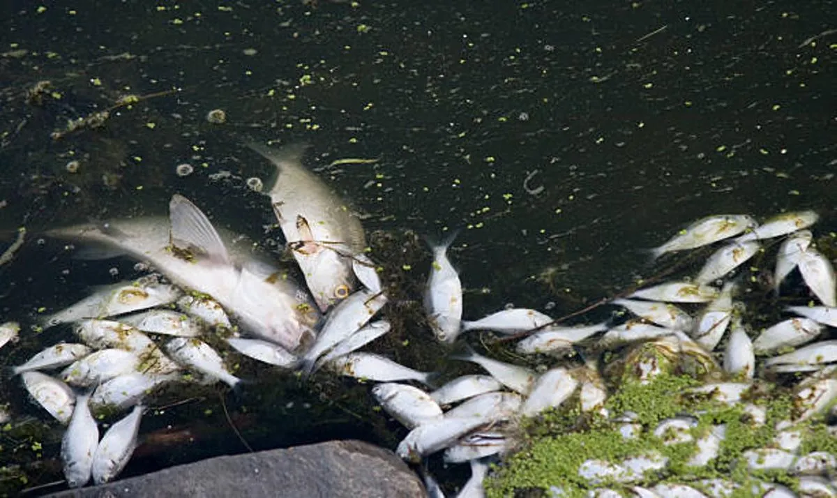 Photograph of dozens of dead fish floating in the water