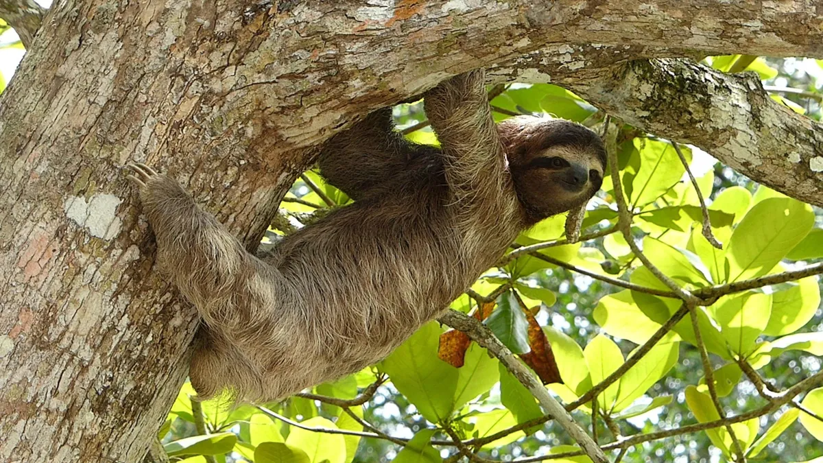 A sloth hanging from the underside of a tree