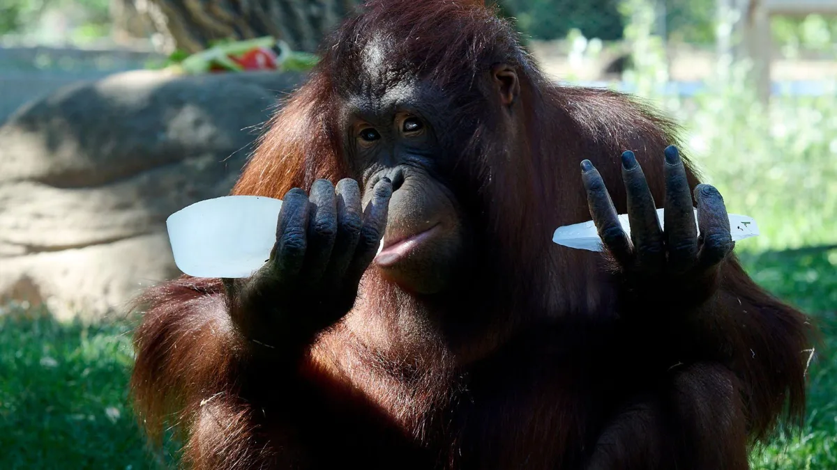An orangutan holding pieces of ice.