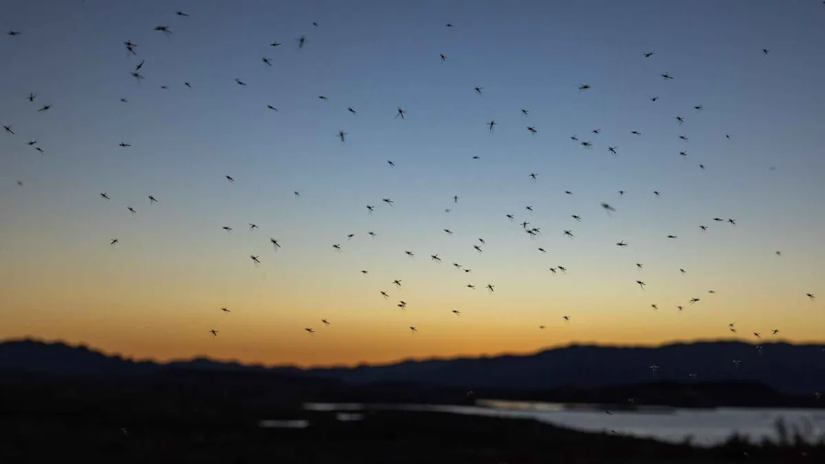 Mosquitoes fly over Sand Island, which is no longer an island, as unprecedented drought reduces Colorado River and Lake Mead to critical water levels on September 18, 2022 in Lake Mead National Recreation Area, Nevada. The federal government has proposed an unprecedented plan to cut back on water supplies for Arizona, Nevada and California, where millions of people rely on its water and power, as climate change-driven drought continues to lower water levels at the biggest reservoir in the nation to historic low capacities.