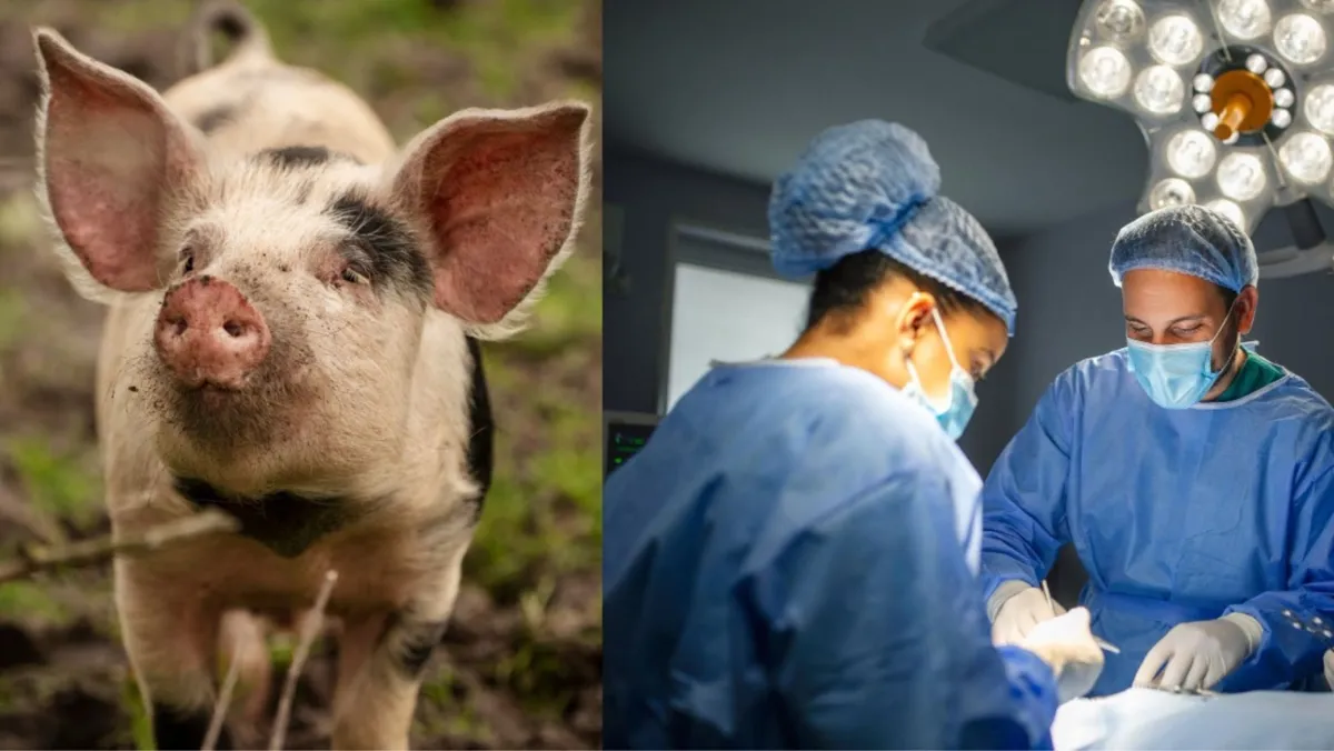 An adult pig is pictured walking through a small grassy area/An image of several surgeons performing a procedure on a patient