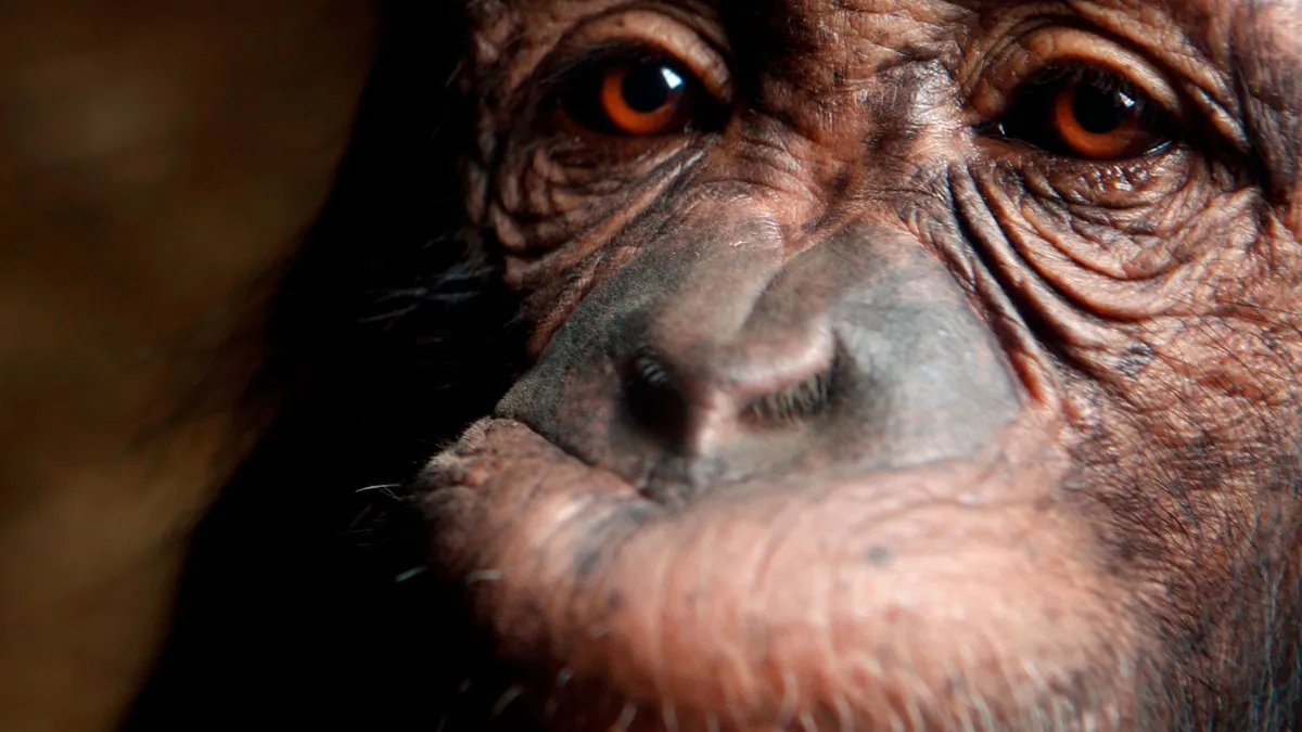 A close-up on chimp face