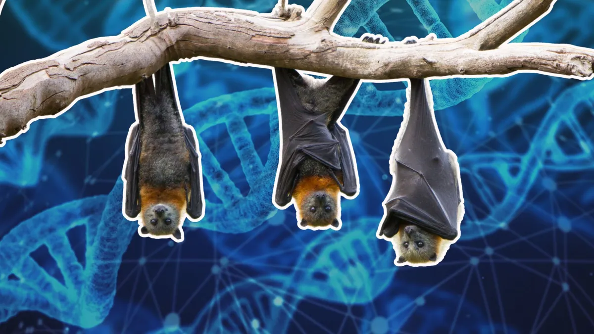 Bats Are Evolving Before Our Eyes, Creating a Never-Before-Seen Species