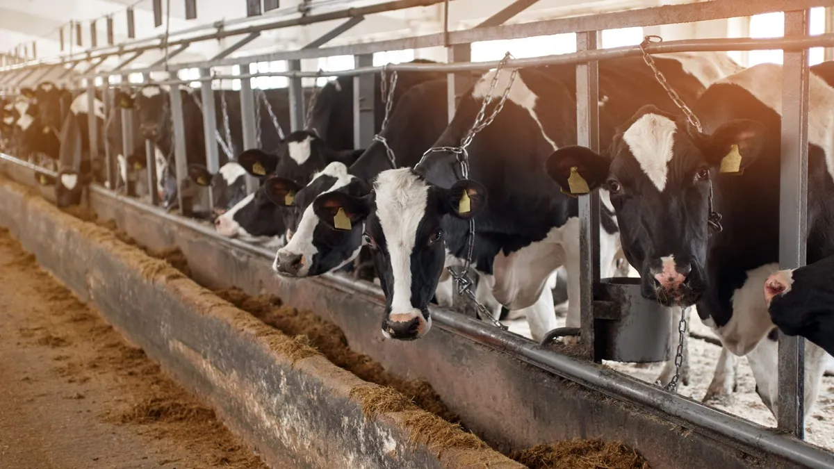A row of black and white dairy cows with their heads secured to metal poles