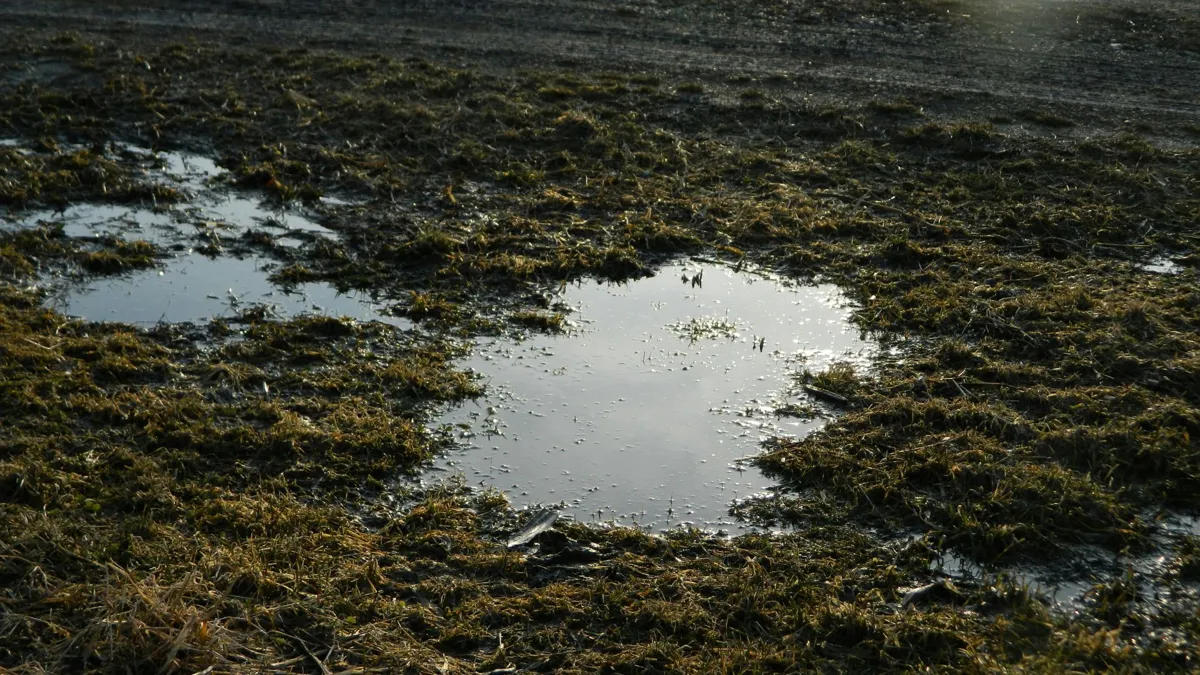 A muddy puddle on grass