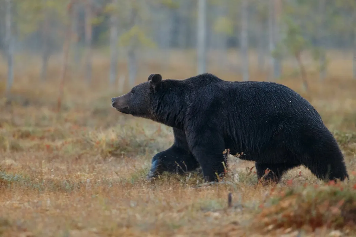 Bear in nature