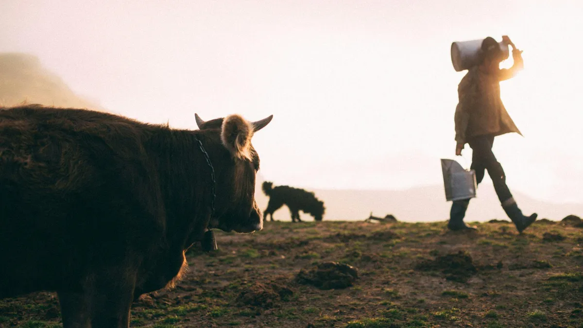 A man carries two milk cans near a cow and a dog in the daytime.