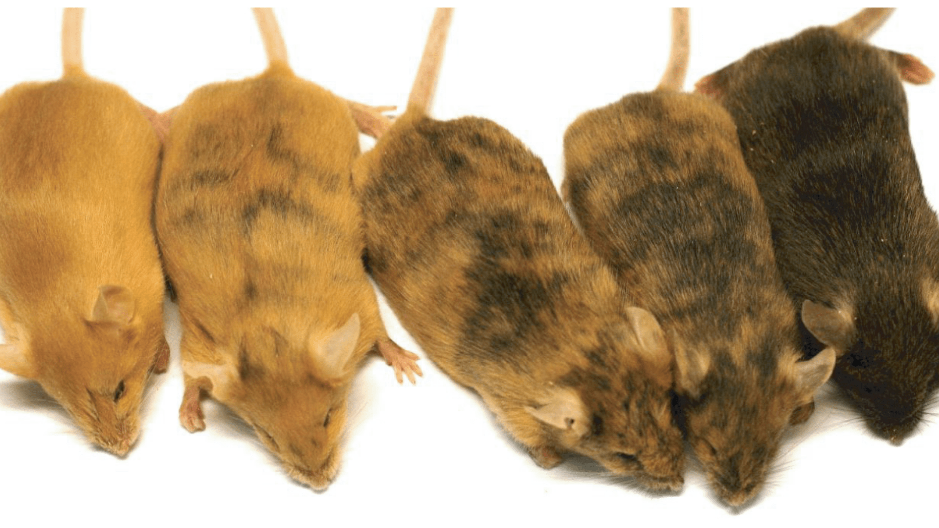 Preserved rodent specimens; illustrative archive photograph, not evidence from the case.