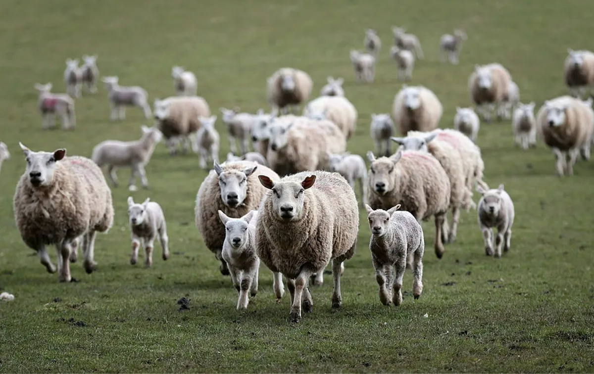 Sheep rush in to eat feed at Gwndwnwal Farm on March 31, 2013 in Brecon, Wales