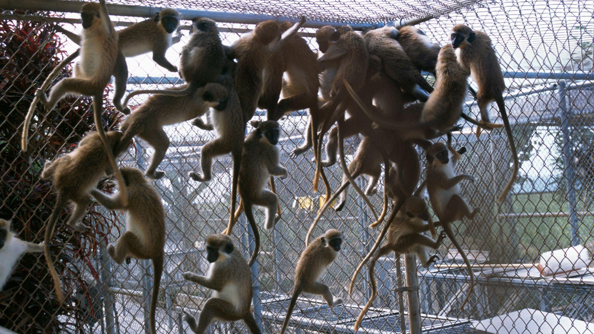 Several monkeys climbing an enclosure fence in an archive photograph.
