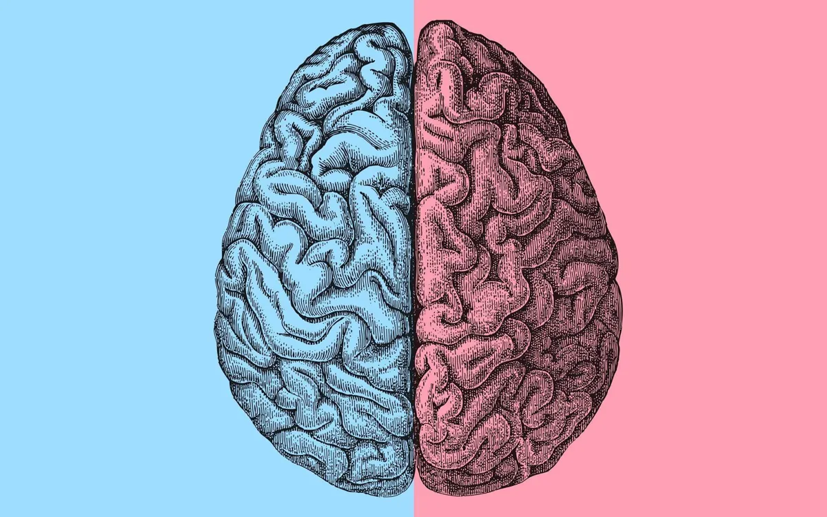 A photograph of a human brain, showing one half in blue and the other in pink