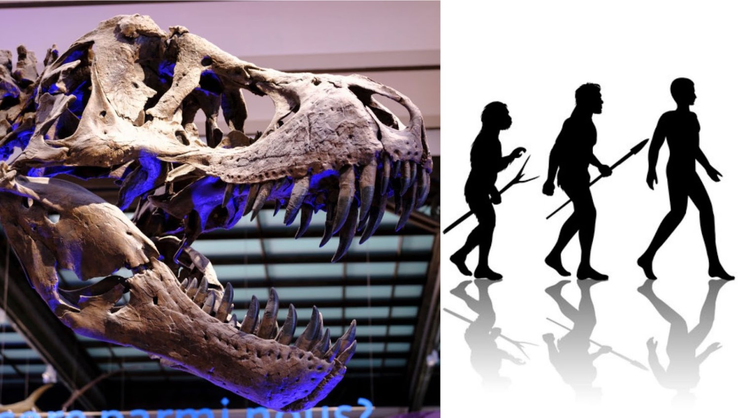 Editorial archive composite of a tyrannosaur skeleton and a simplified human-evolution silhouette.