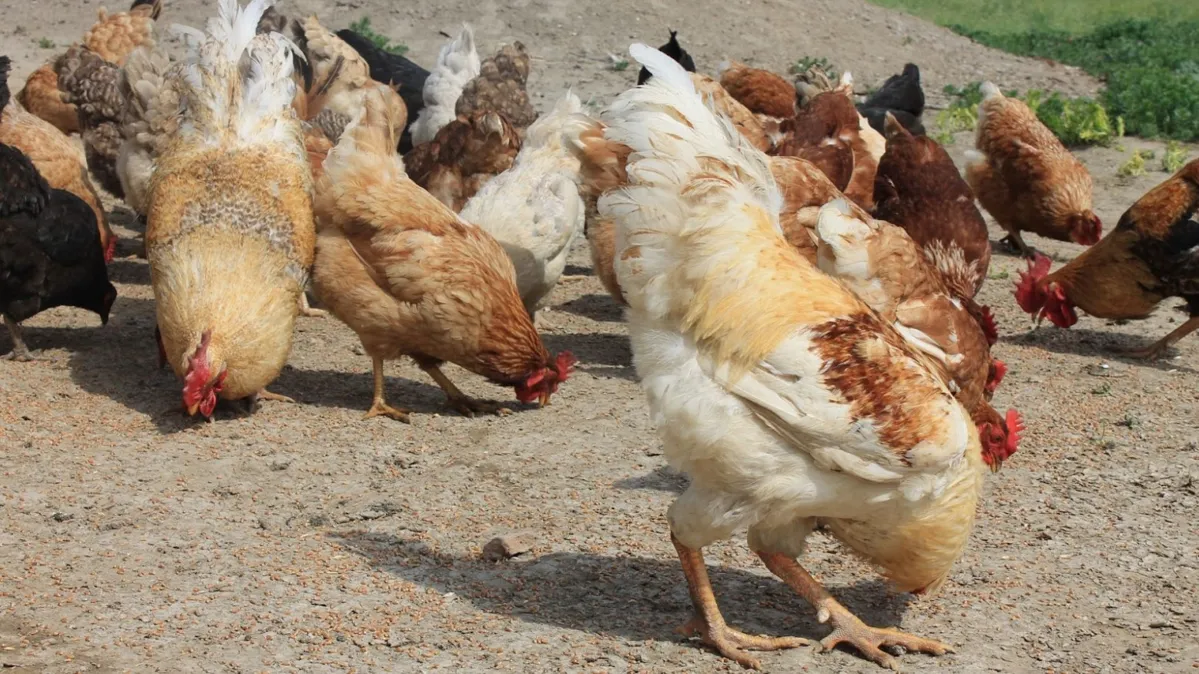 Chickens and roosters eating food off of the ground.