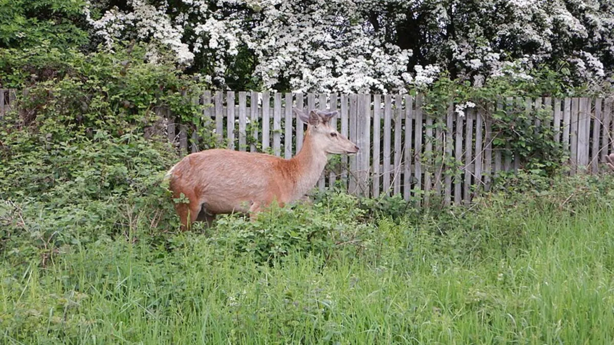 A wild deer stands in a yard next to a fence and lush greenery