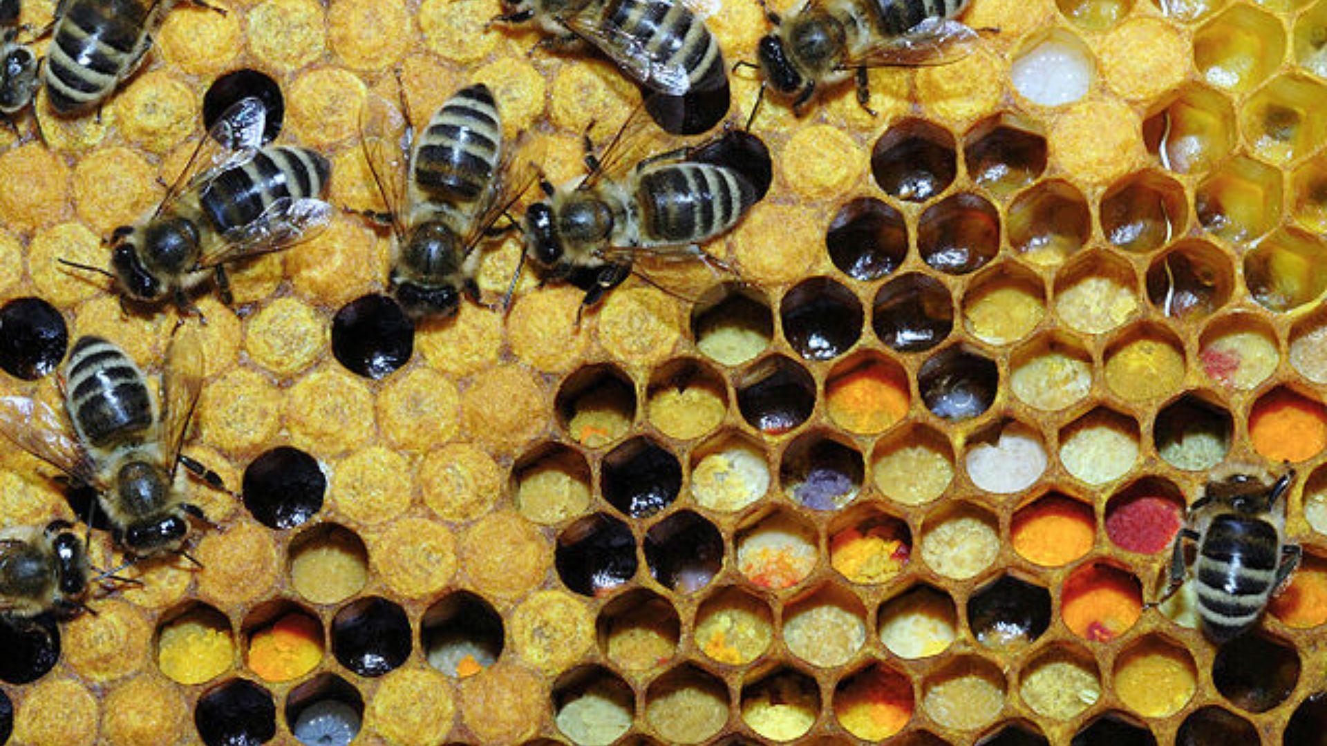 Bees on honeycomb