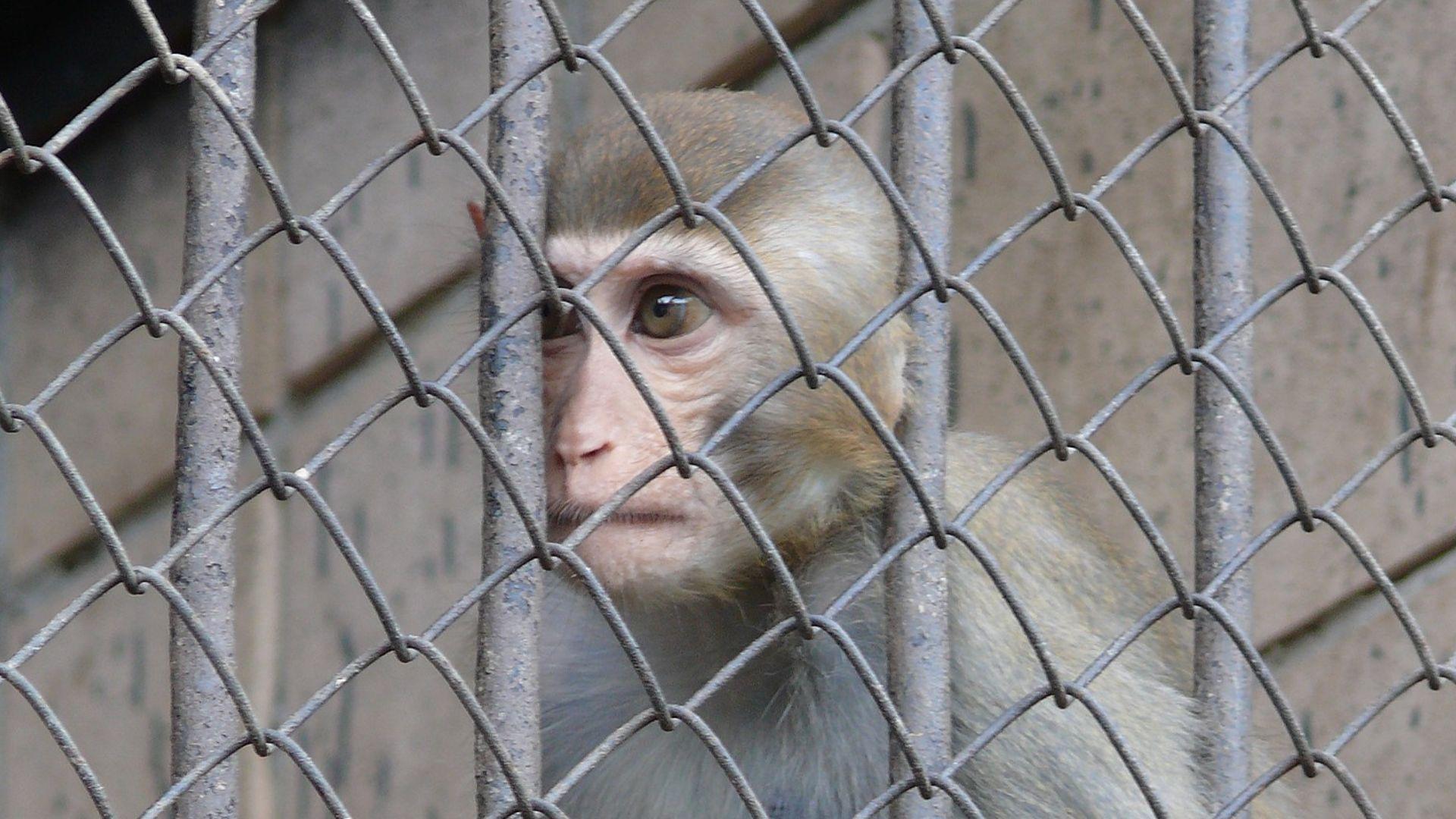 A macaque behind a wire fence in an archive photograph.