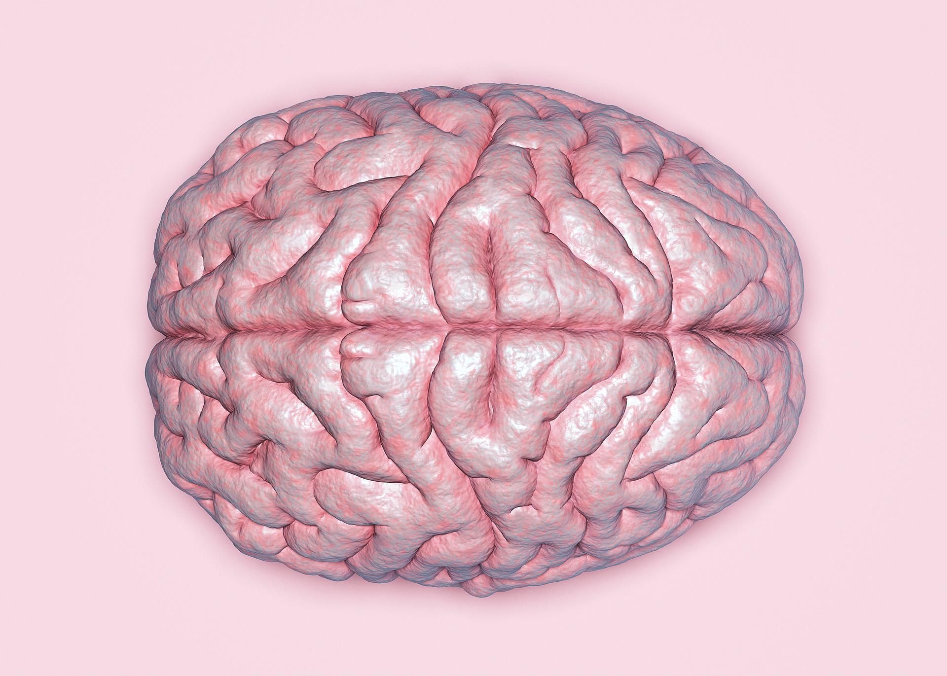 Illustrative archive brain image; not a newly reported participant scan.