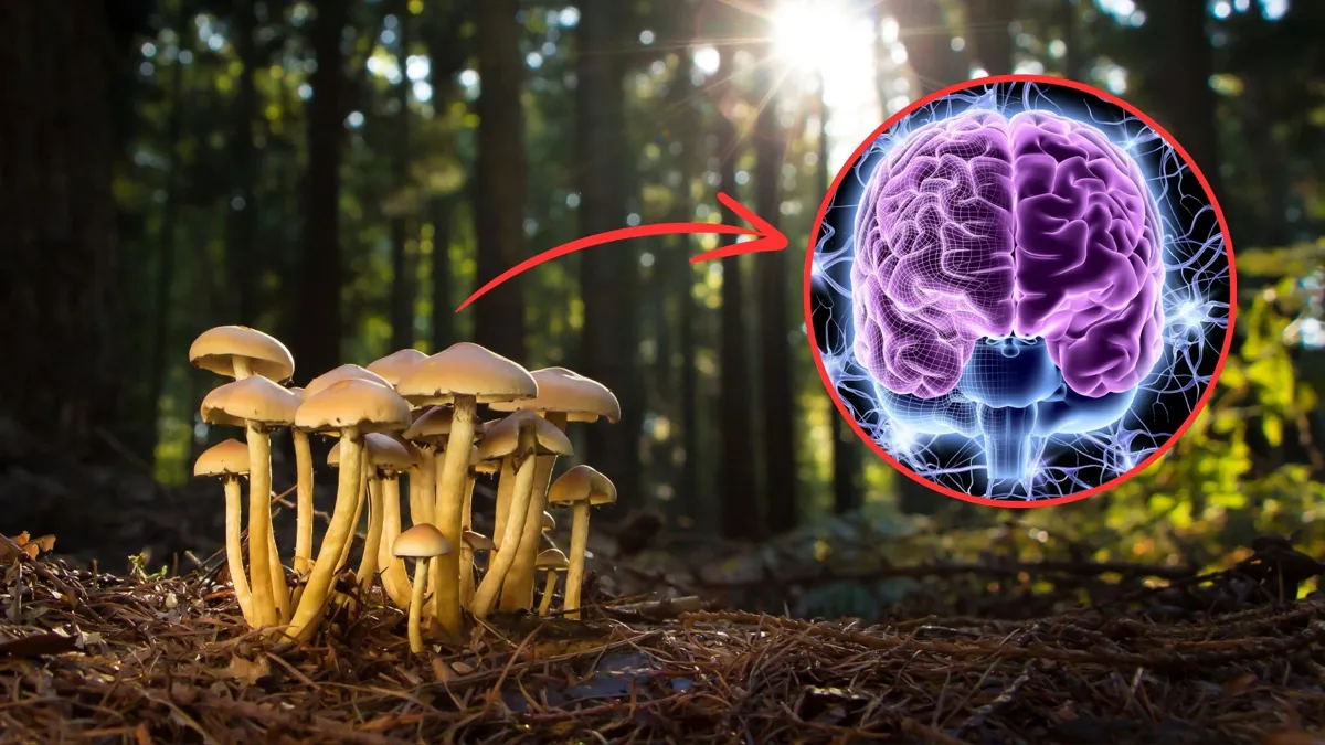 Researches Watch Brains “Fall Apart and Rebuild” During Psychedelic Drug Studies