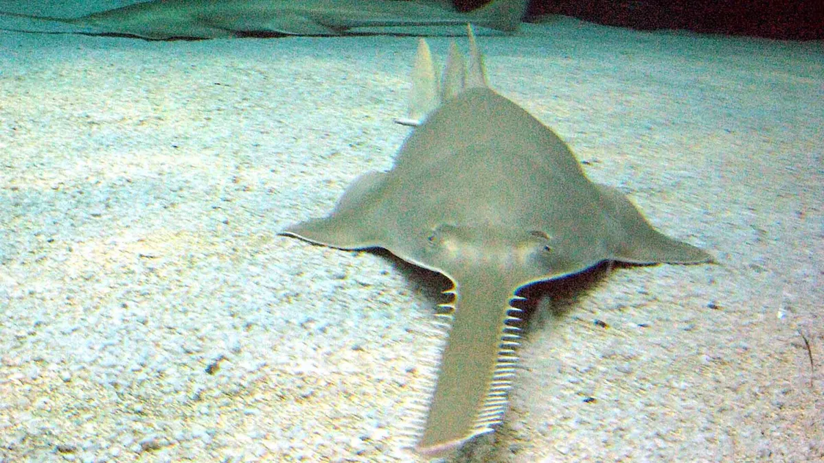 Green sawfish (Pristis zijsron) at the Genova Aquarium