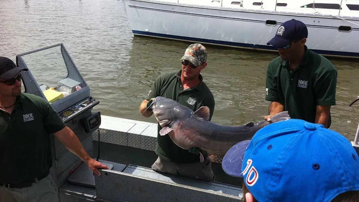 A group of men on a boat hold a large Blue Catfish
