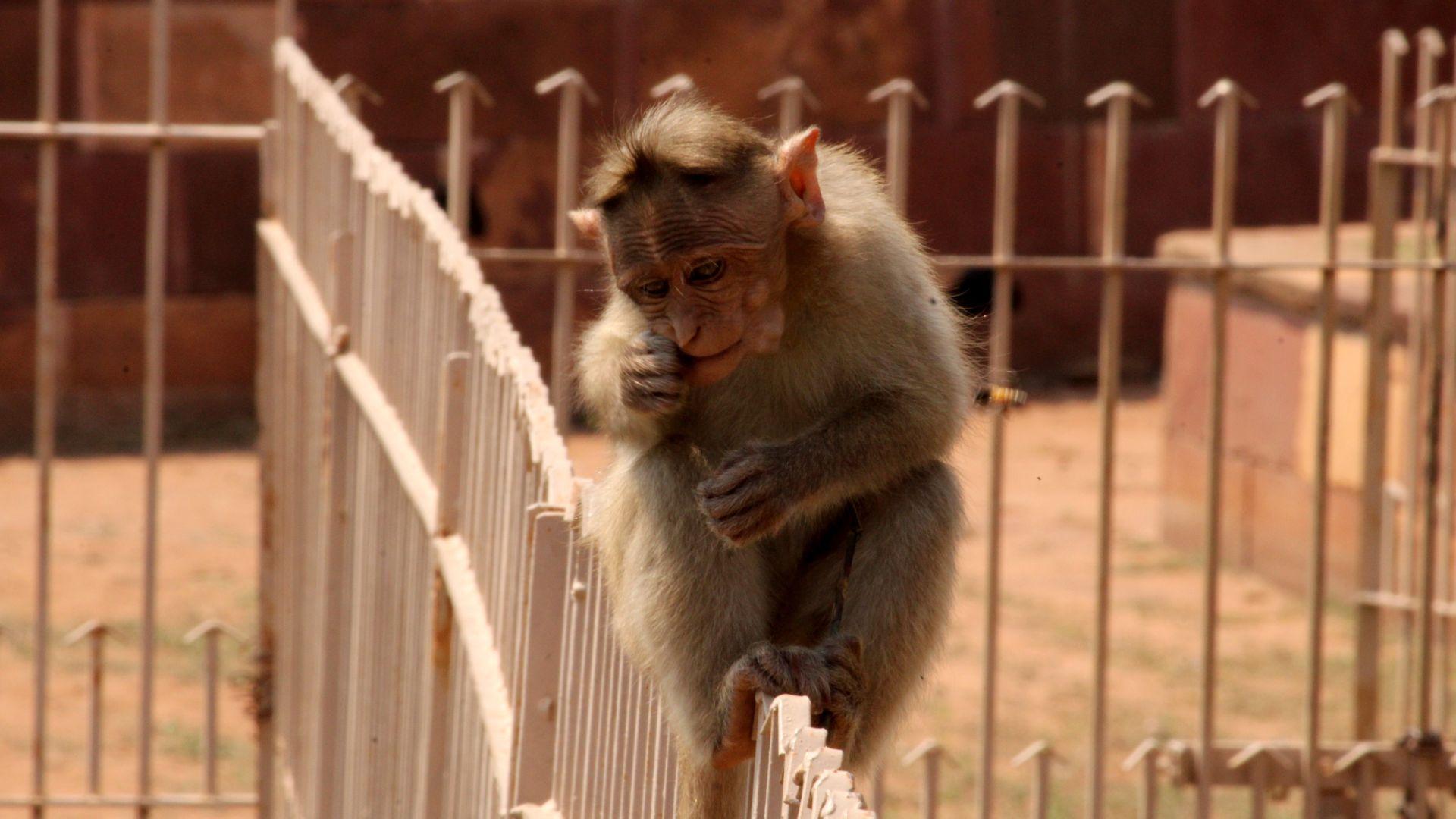 A monkey beside an enclosure fence in an archive photograph.