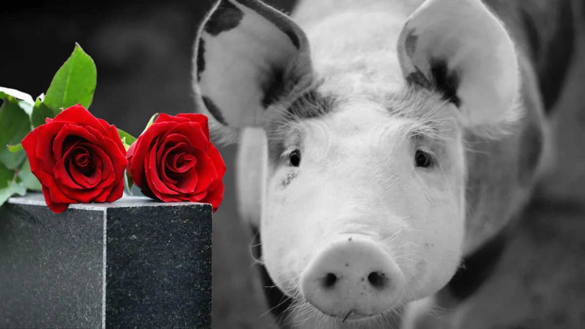 A photograph of two red roses on top of a tombstone/A black and white photograph of a pig