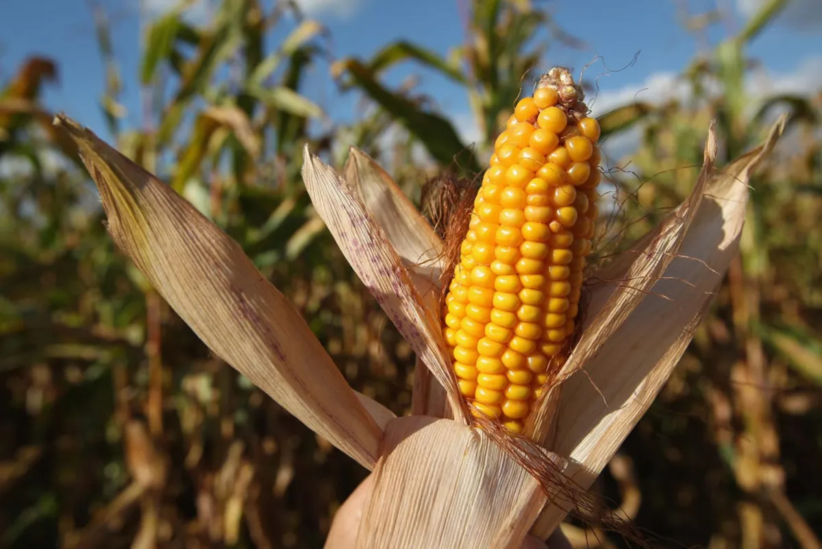 A piece of corn is shown in front of a corn field