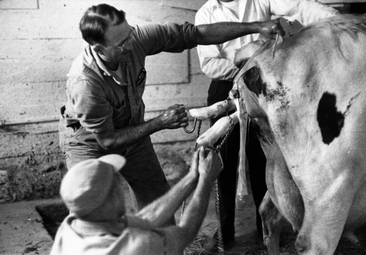 Historical archive photograph of a person milking a cow.