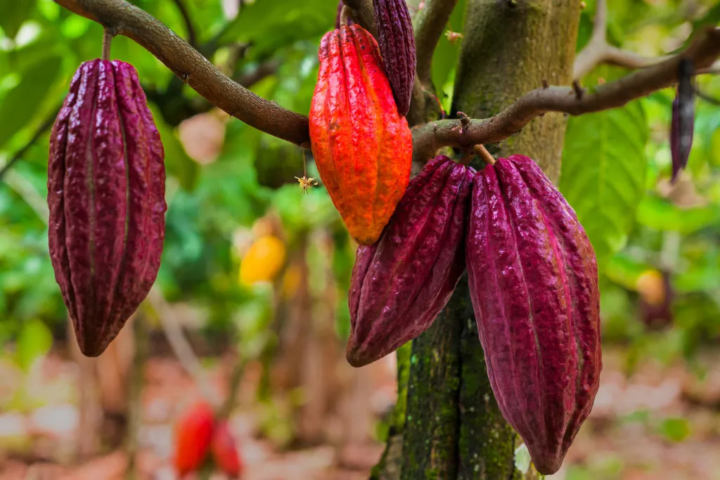 Cacao fruits are seen growing on cacao trees on a traditional cacao farm