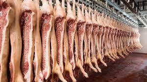 Carcasses in a processing facility; illustrative archive photograph, not an identified study location.