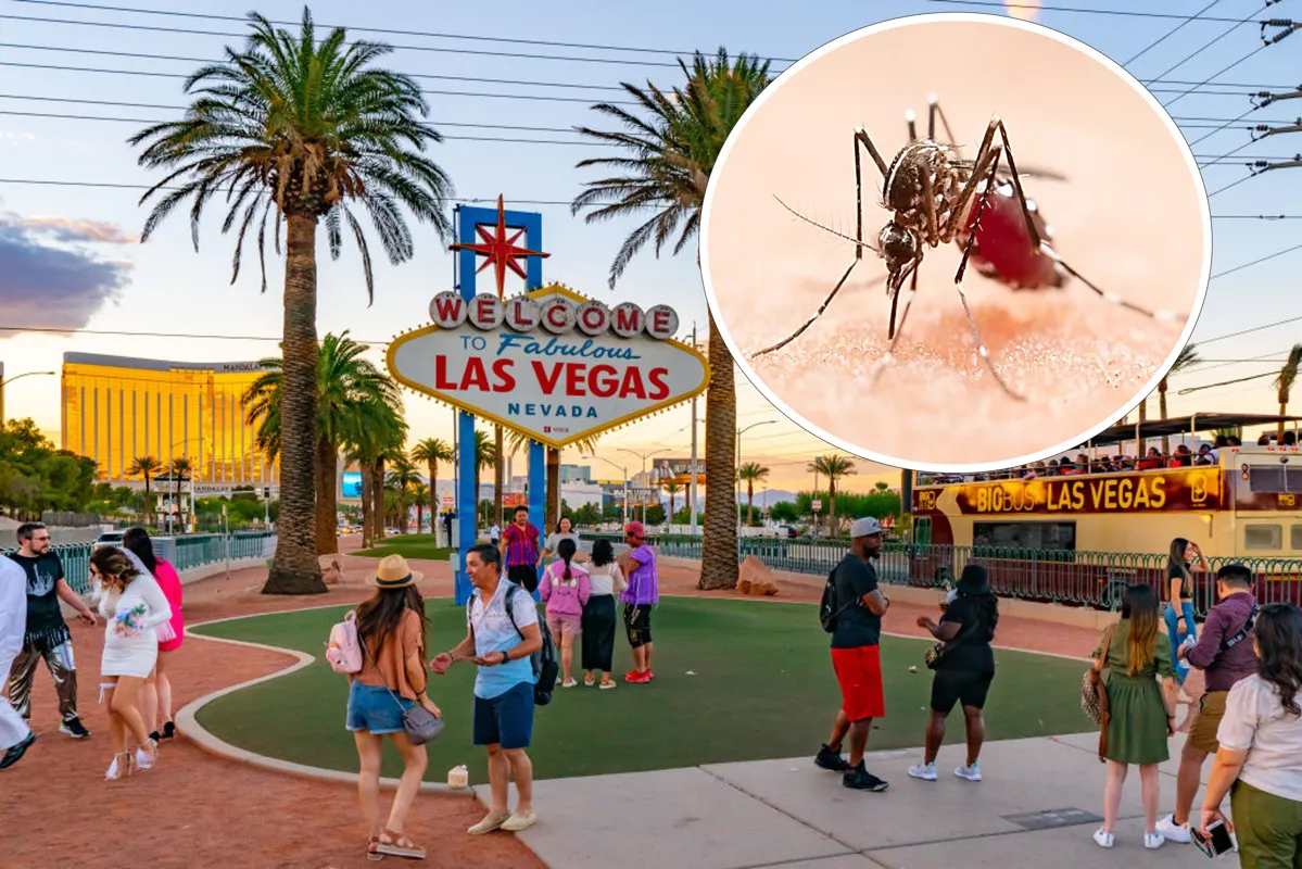 Las Vegas Sign with people around. Top right is a close up of a mosquito on human skin