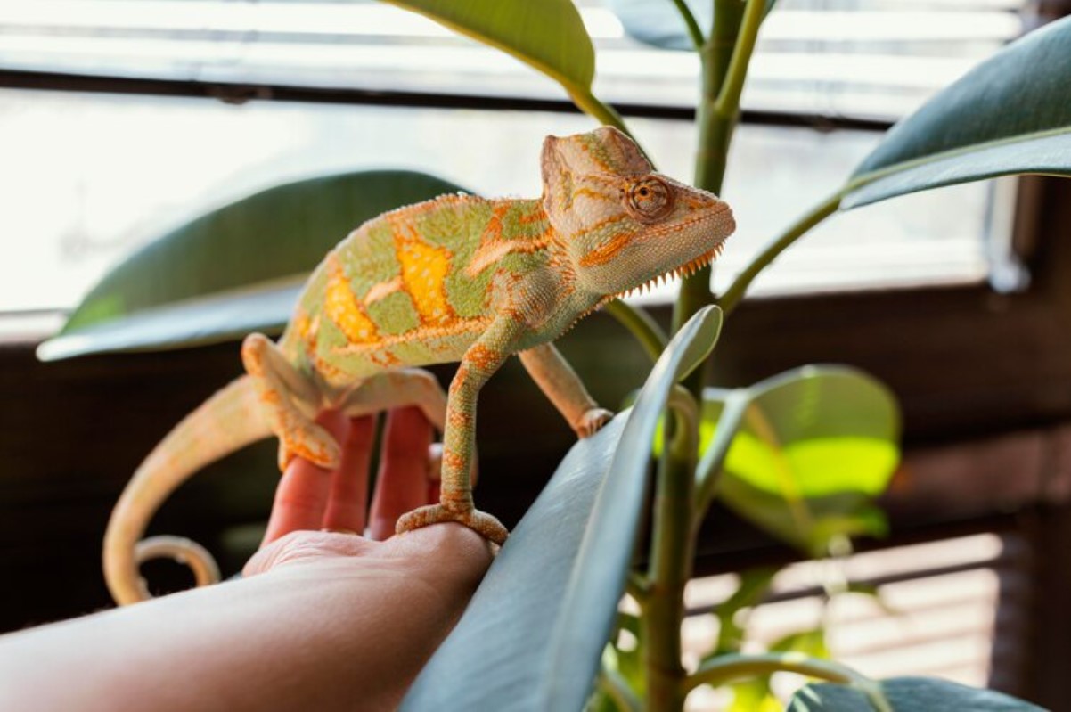 Illustrative archive photograph of a chameleon held on a hand.
