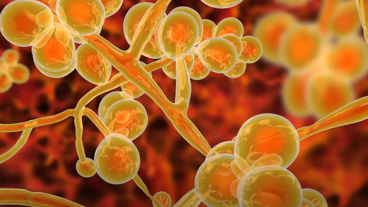 Digital illustration showing clusters of Candida auris cells interconnected by filament-like structures, with a fiery red and orange blurred
