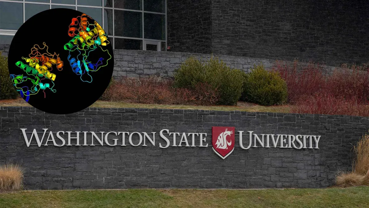 A sign for Washington State University with the CDK7 protein overlaid