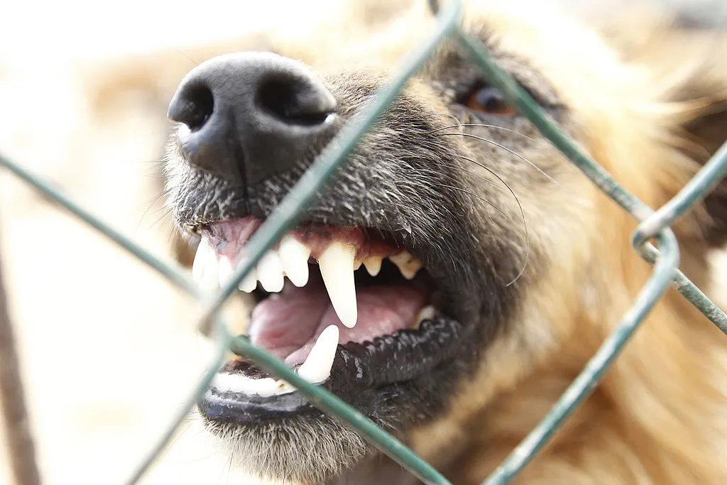 Dog in the animal shelter of Fasnia on August 18, 2012