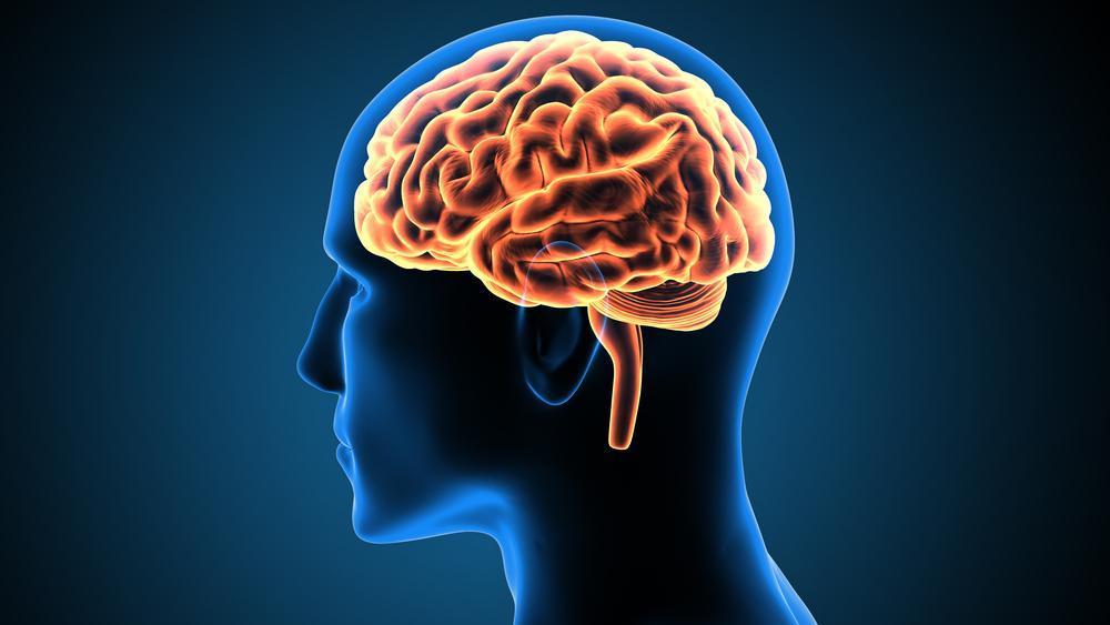 Illustrative archive brain image; not a newly reported participant scan.