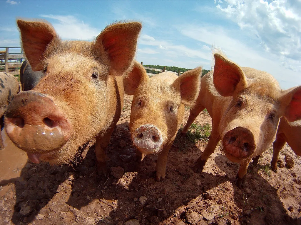 Three pigs on a farm looking at the camera; Bird Flu is Most Likely to Spread to Humans Through an Unexpected Mammal