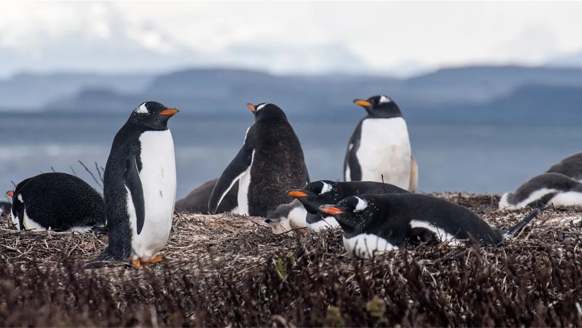 A group of penguins standing on short grass with small brown circles, possibly seeds, scattered around them. The penguins are black and white with orange beaks and feet