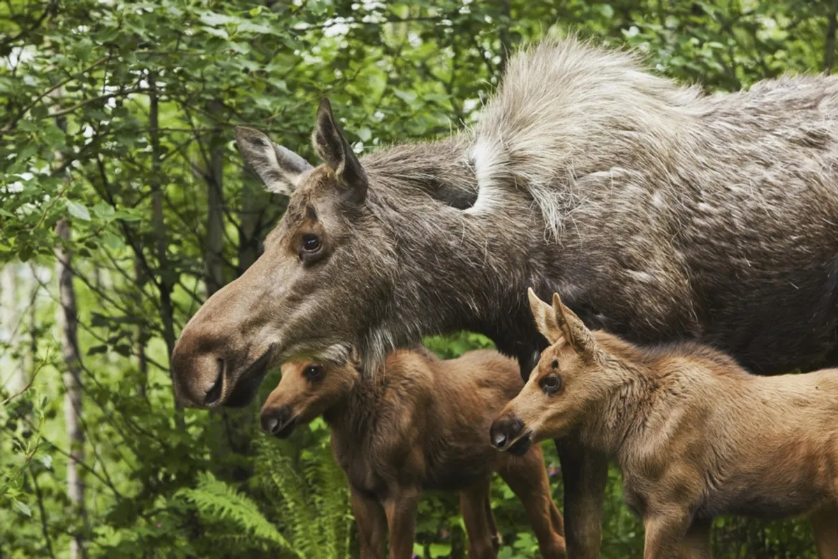 Close-up photograph of a mother moose and her two calves on alert in the woods
