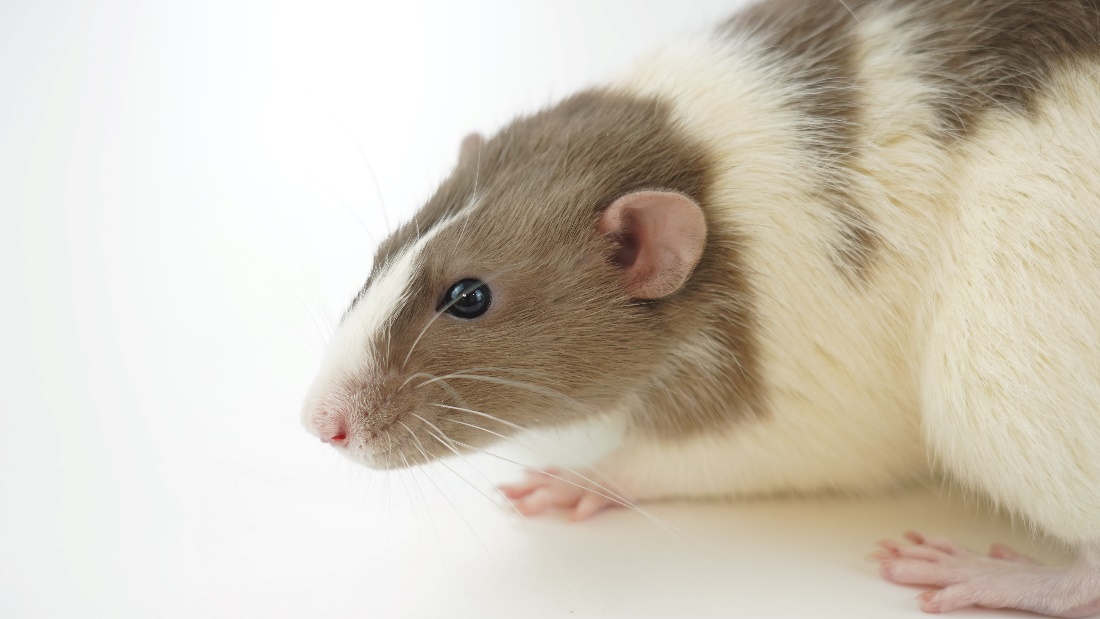 A brown-and-white laboratory rat against a white background
