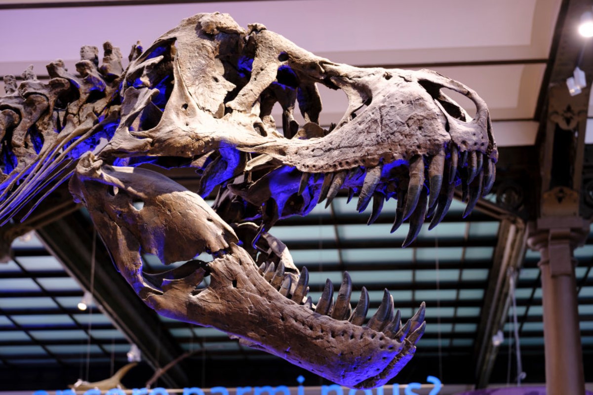 Illustrative archive photograph of a tyrannosaur skeleton in a museum.