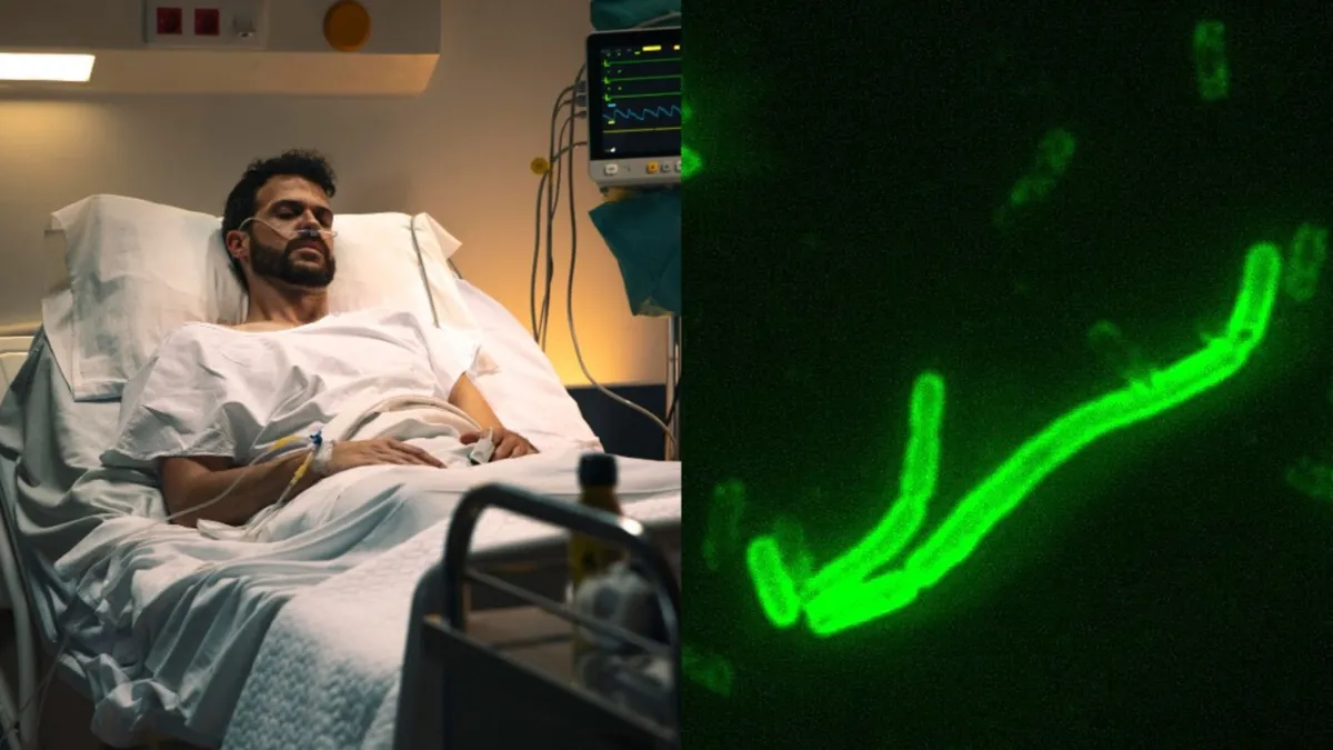 A very sick man is pictured sleeping on a hospital bed/The bacterium Yersinia pestis under a microscope in a laboratory
