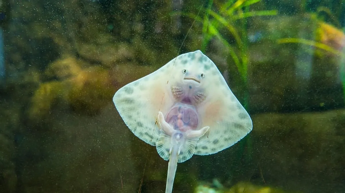 Photograph of a tiny stingray pup pressed up against the glass of a tank
