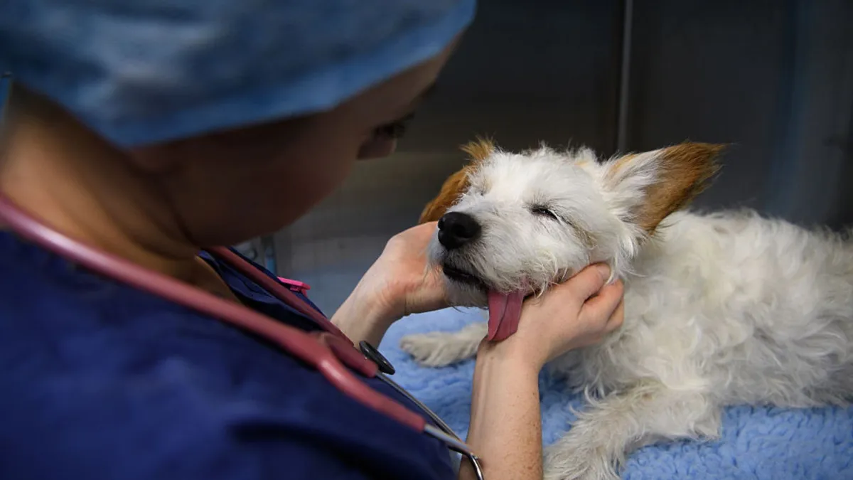 A long haired white terrier sits on the table at a veterinarians office while a woman wearing a blue scrub hat and blue scrubs pets its face